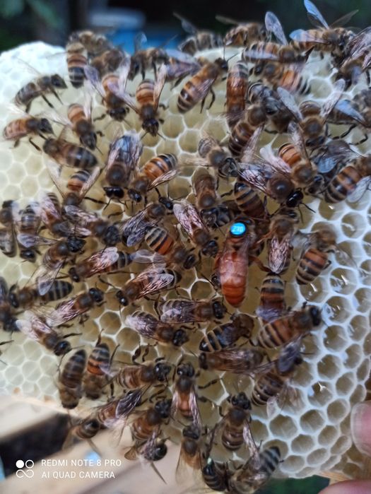 1+1=3 матки Бакфаст ШЗ не перевірені