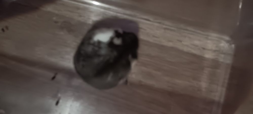 Chomik dżungarski + akwarium 105l