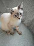 Kocurek syjamski tabby