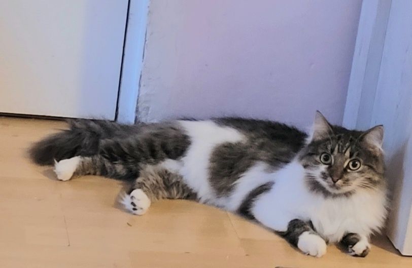 Molly - kotka syberyjska szuka domu, w którym jest już kot...