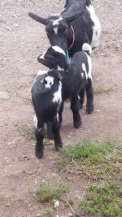 Vendo cabra mais 2 filhos lindíssimos