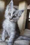 kocurek  Maine Coon - rodowód FPL/ FIFE - przed końcem wakacji