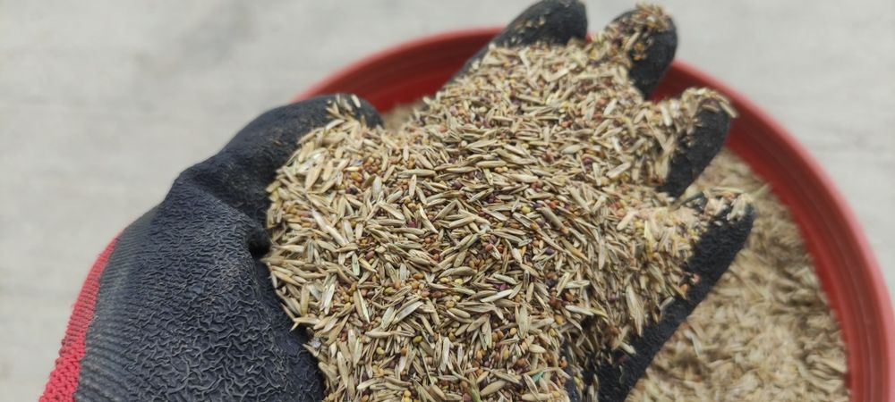 Trawa ziarno nasiona traw koniczyna lucerna mieszanka gorzowska