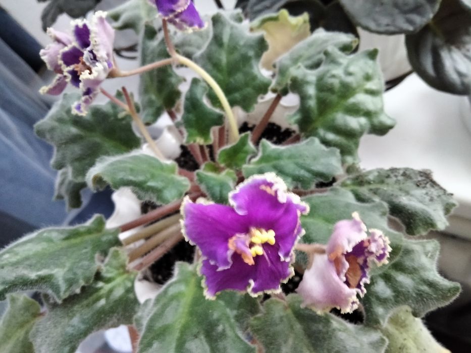 Фіалки.   квітучі