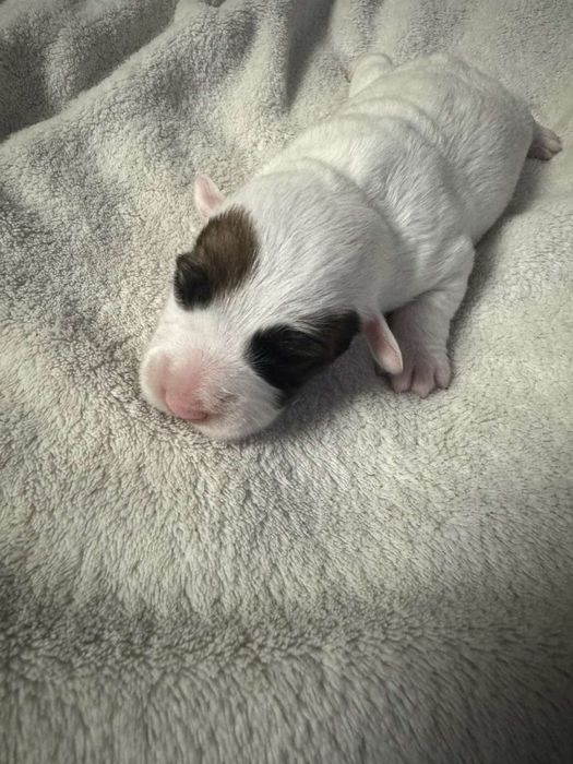 Цуценята джек расела