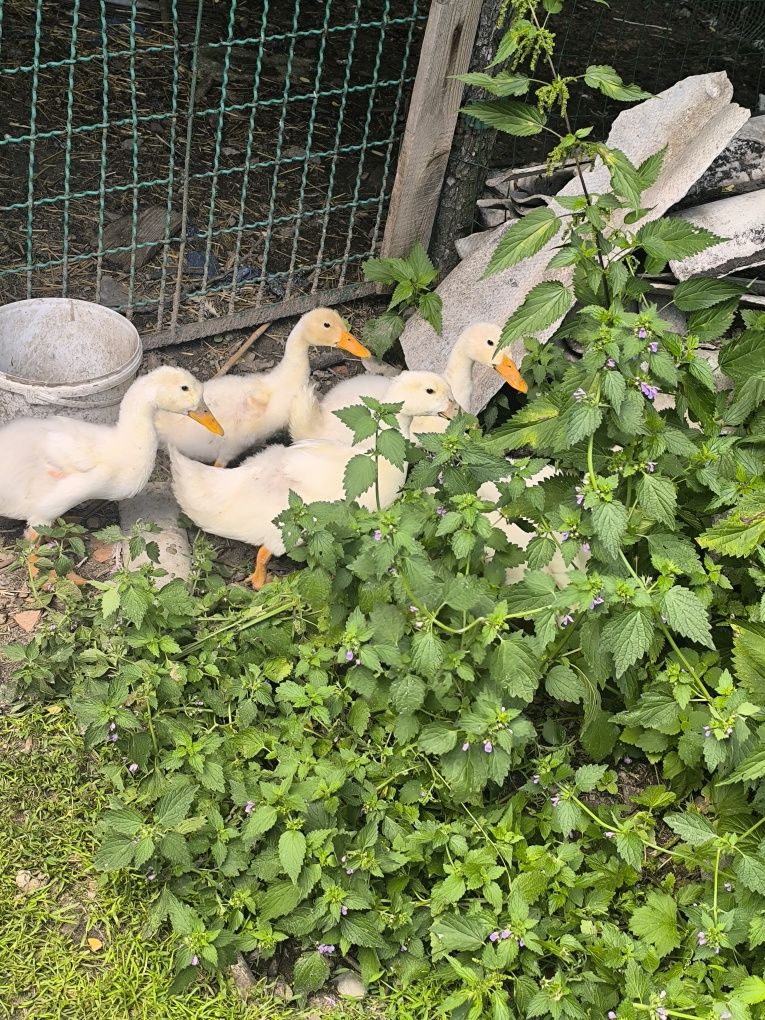 Sprzedam 2 kaczory biegusy , młode kaczki Pekin