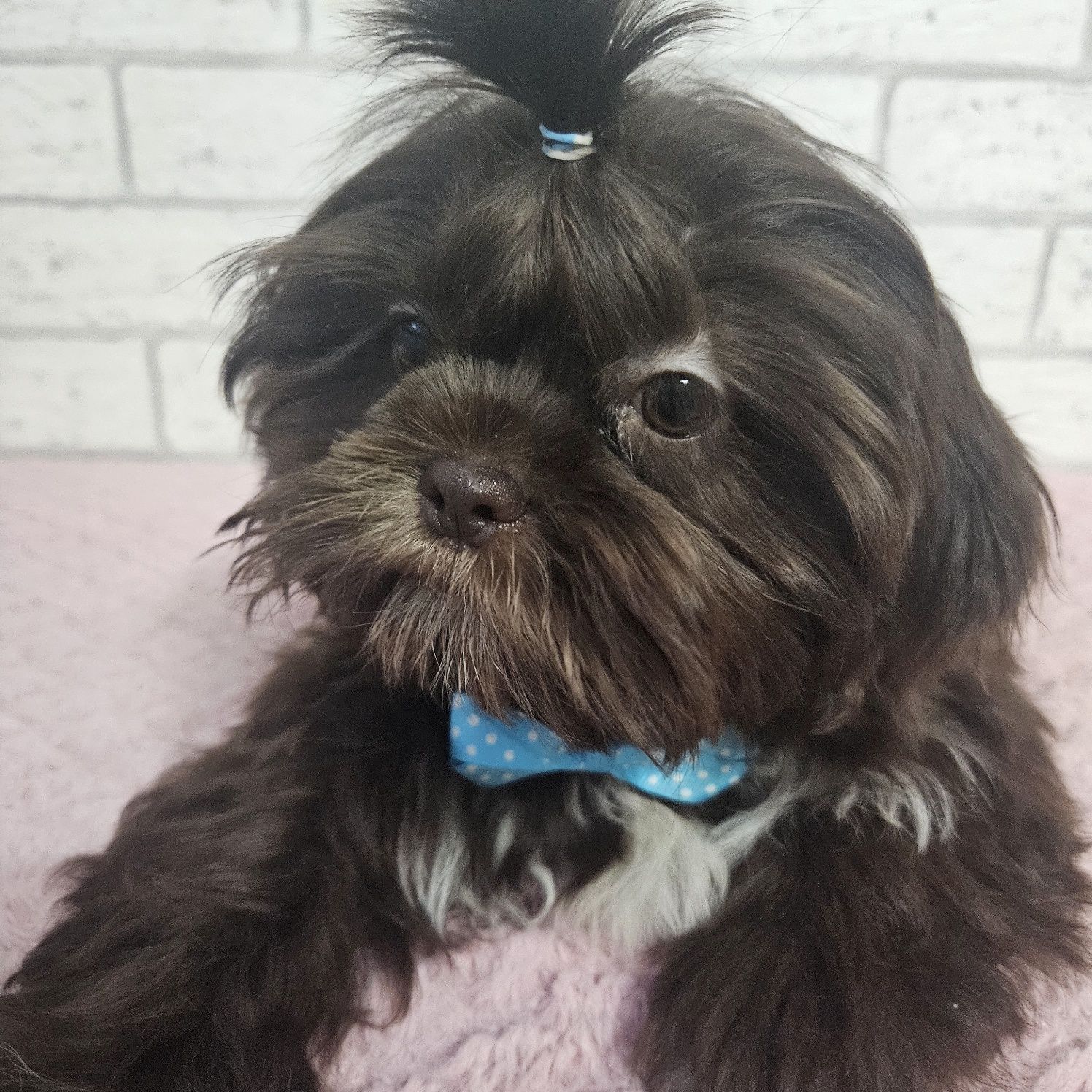 Shih Tzu samiec czekoladowy