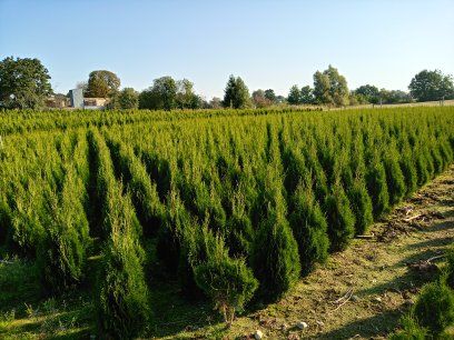 Thuja thuje tuja tuje smaragd szmaragd 100-200cm
