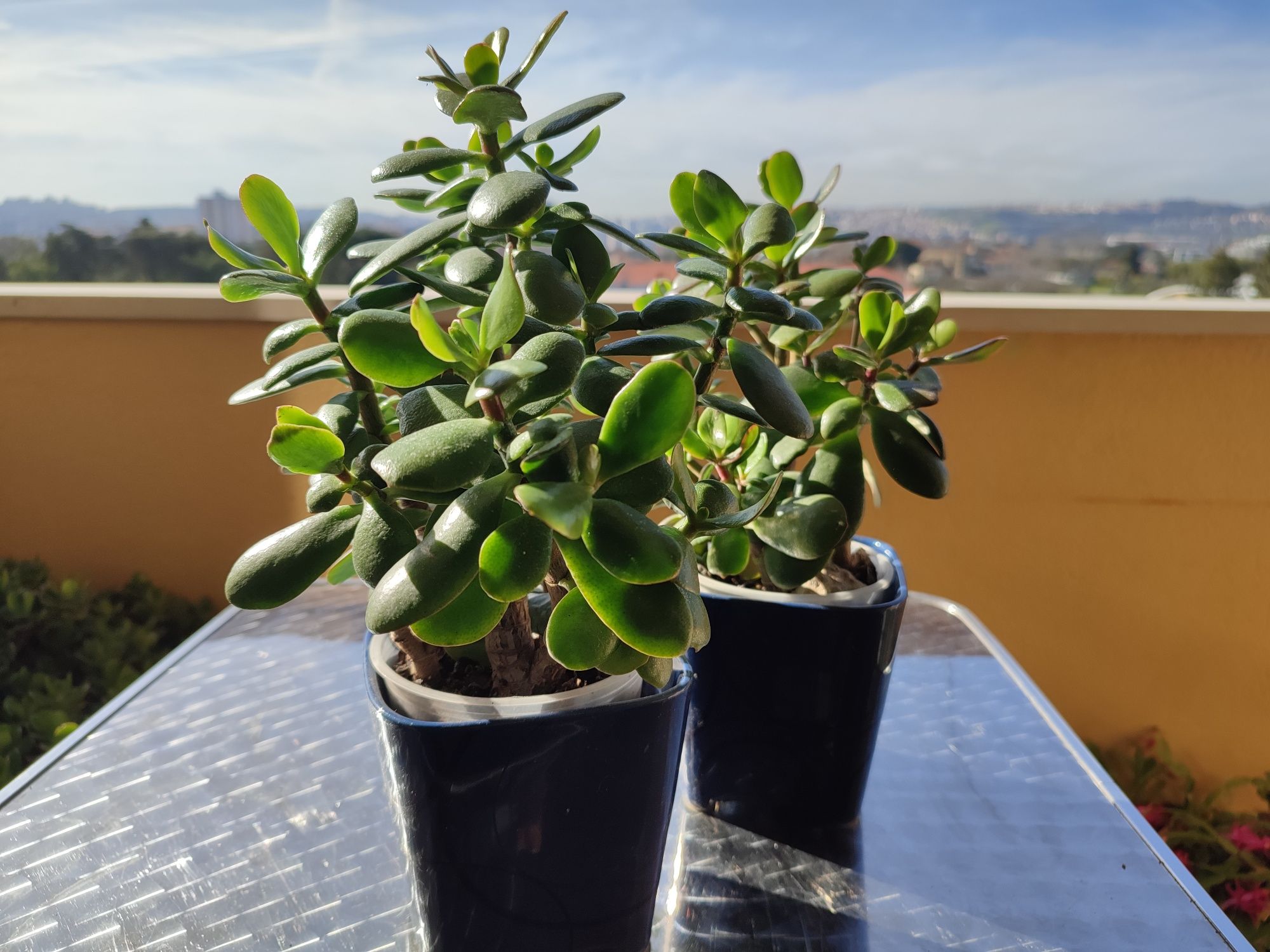 Plantas de Jade, planta da sorte