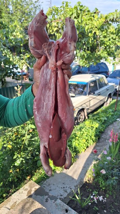 Продам нутрій мясо нутрій