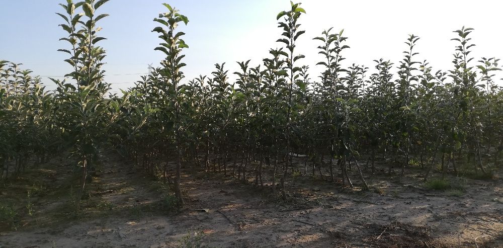 Drzewka i Krzewy owocowe sadzonki jabłoń wiśnia śliwa wysyłka