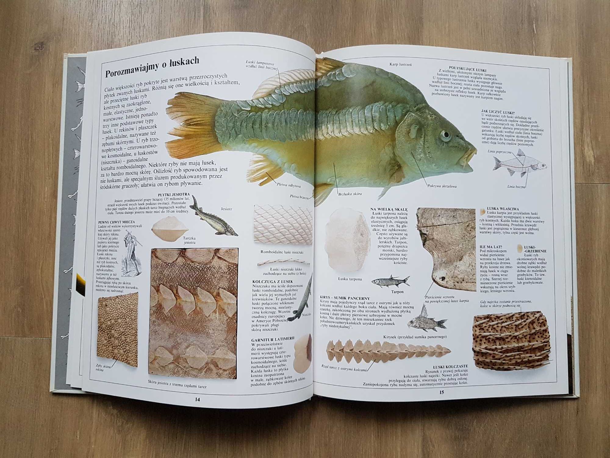 Patrzę Podziwiam Poznaję RYBY Steve Parker Arkady 1991 rok