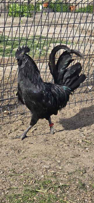 Ayam cemani para