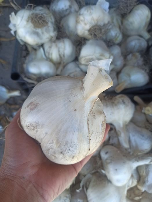 Часник Рокамболь