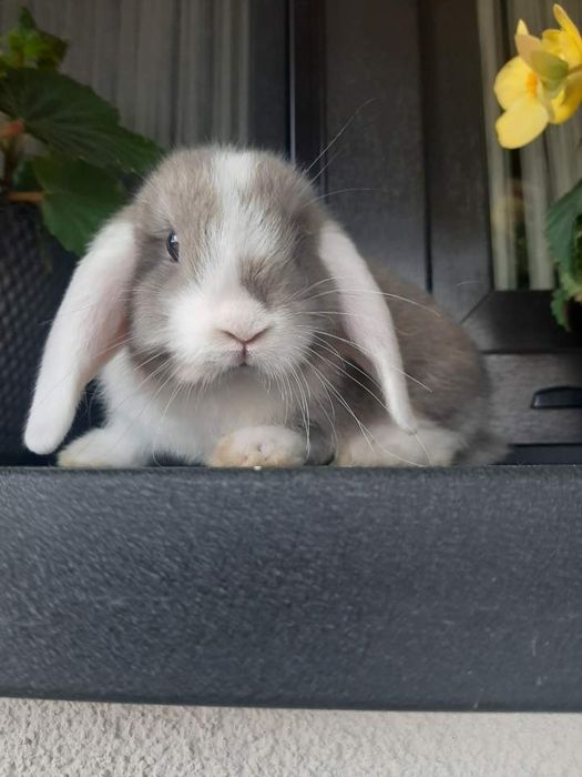 Kroliki baranek miniaturka karzełek mini lop