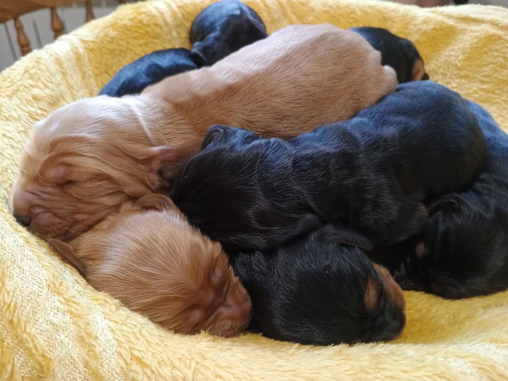 Cocker spaniel angielski czarno podpalany