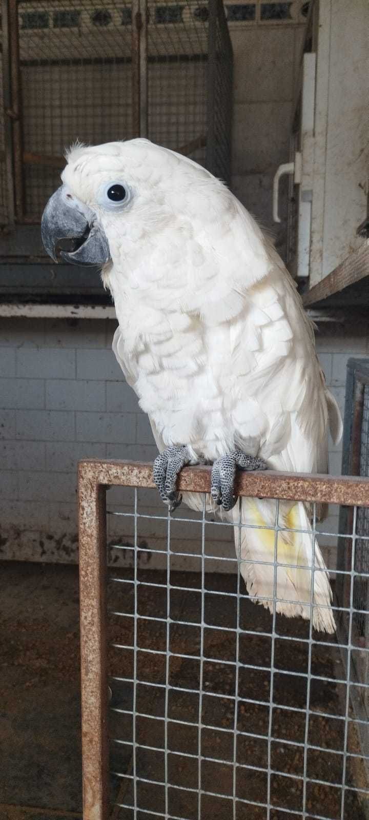 Catatua Alba, ave muito meiga