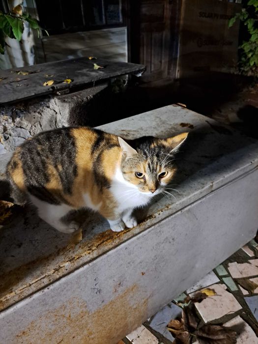 Отдам молоденькую кошечку в добрые ручки