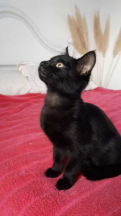 Gatinha da Sorte com 4 meses, procura uma família!