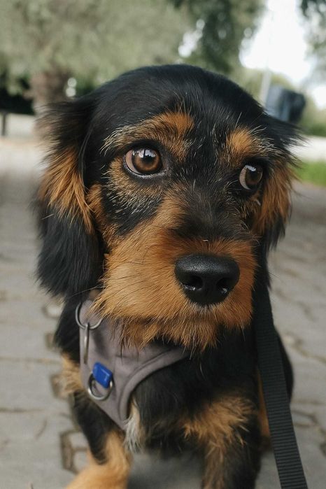 CHESTER (Macho, 9 Meses) Para Adoção