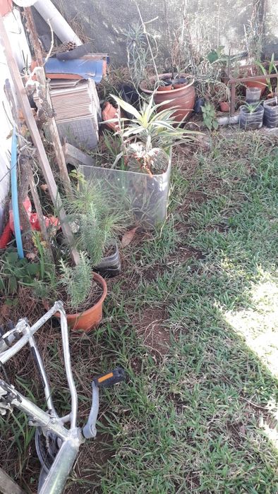 Arvores de abacates, maracujás, orquideas e pinheiros mansos e OUTRAS