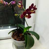 Продам орхидею Эсми