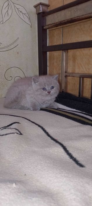 Шотландськие вислоухие котята