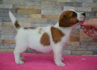 Jack Russell Terrier piesek Iwan po Championie ZKwP FCI