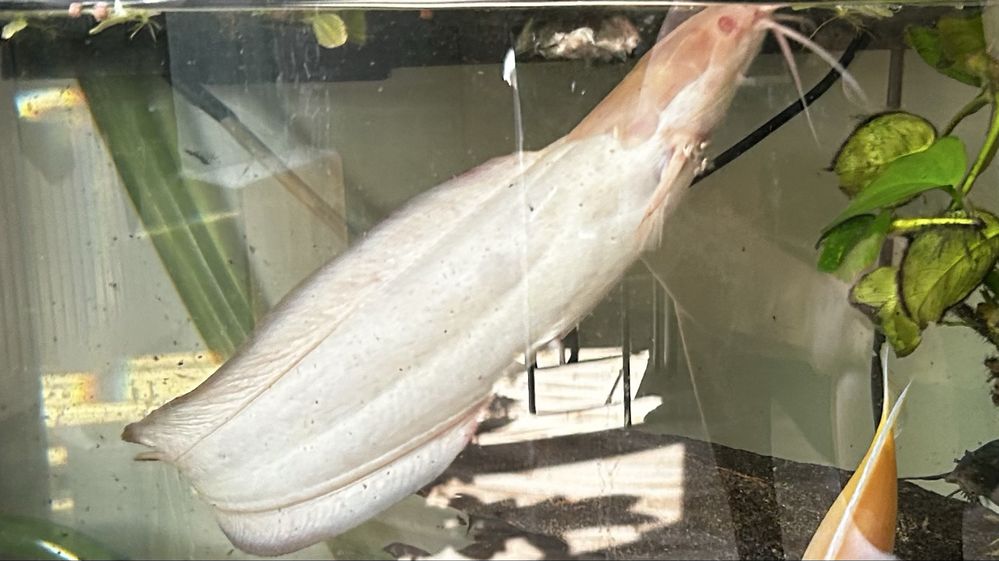 sum albinos piękna zdrowa ryba