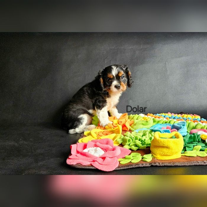 Cavalier King Charles Spaniel piesek