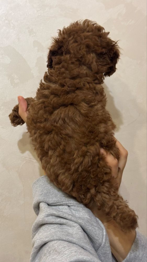 Poodle mini puppy