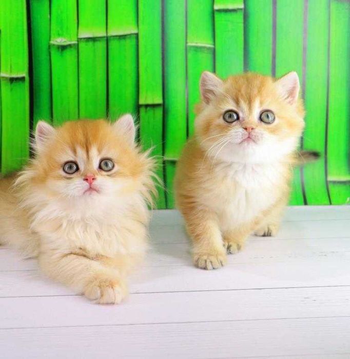 Британські дівчинка та хлопчик. Яскраві, золоті