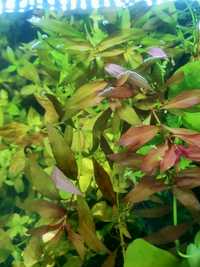 Rośliny akwariowe Ludwigia Brevipes liście Cattapa Ketapang, krewetki