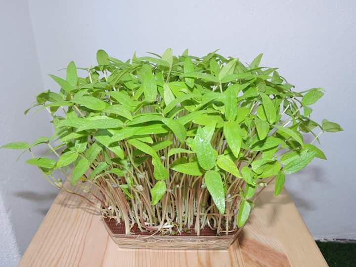 Sementes Microvegetais / Brotos
