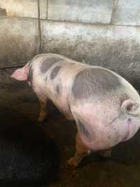 Продам свині живою вагою 120-200+ кг