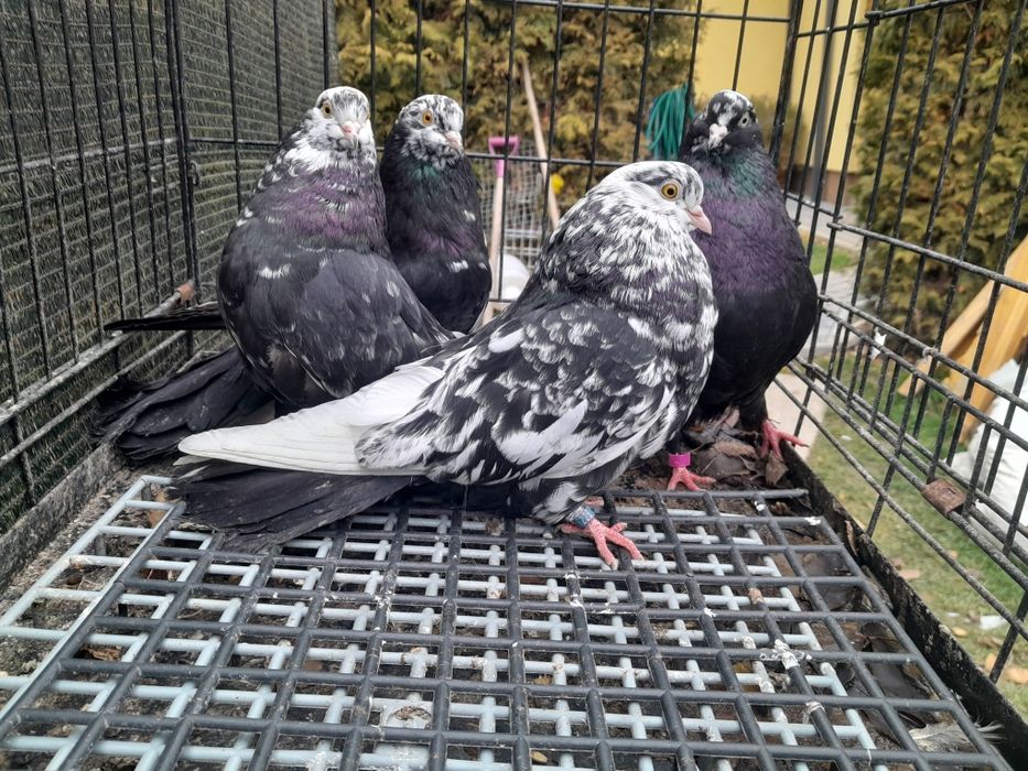 Gołębie mikołajewskie białogłówki