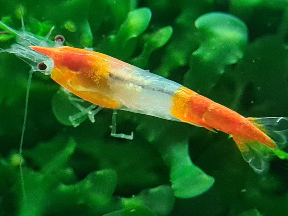 Krewetka, krewetki neocaridina Orange Rili