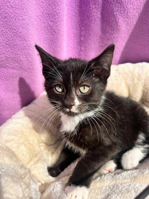 Kotek do adopcji.