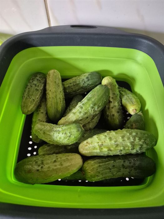 Nasiona ogórka 100szt stara odmiana przełom lat 50-60tych zbiór 2025