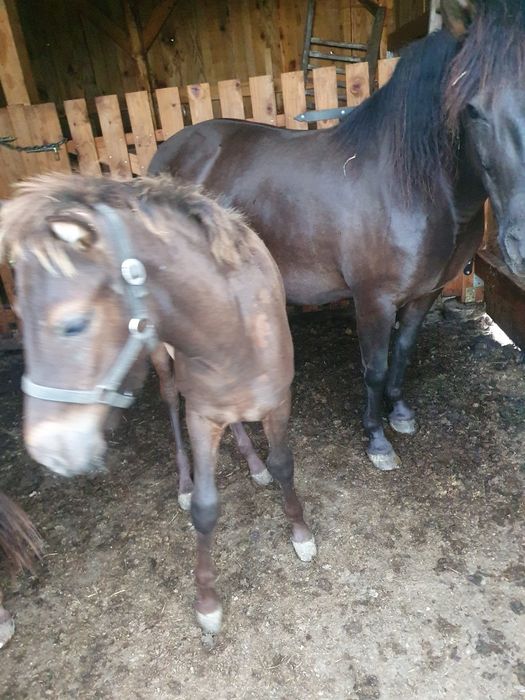 Ogierek huculski, hucuł sprzedam