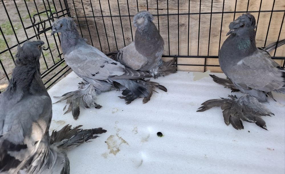 Turkoty niemieckie dwuczube siwe na pasach