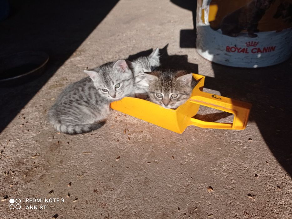 Kotki oddam oswojone