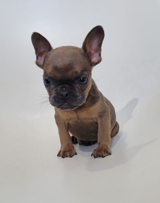 Bulldog macho exótico