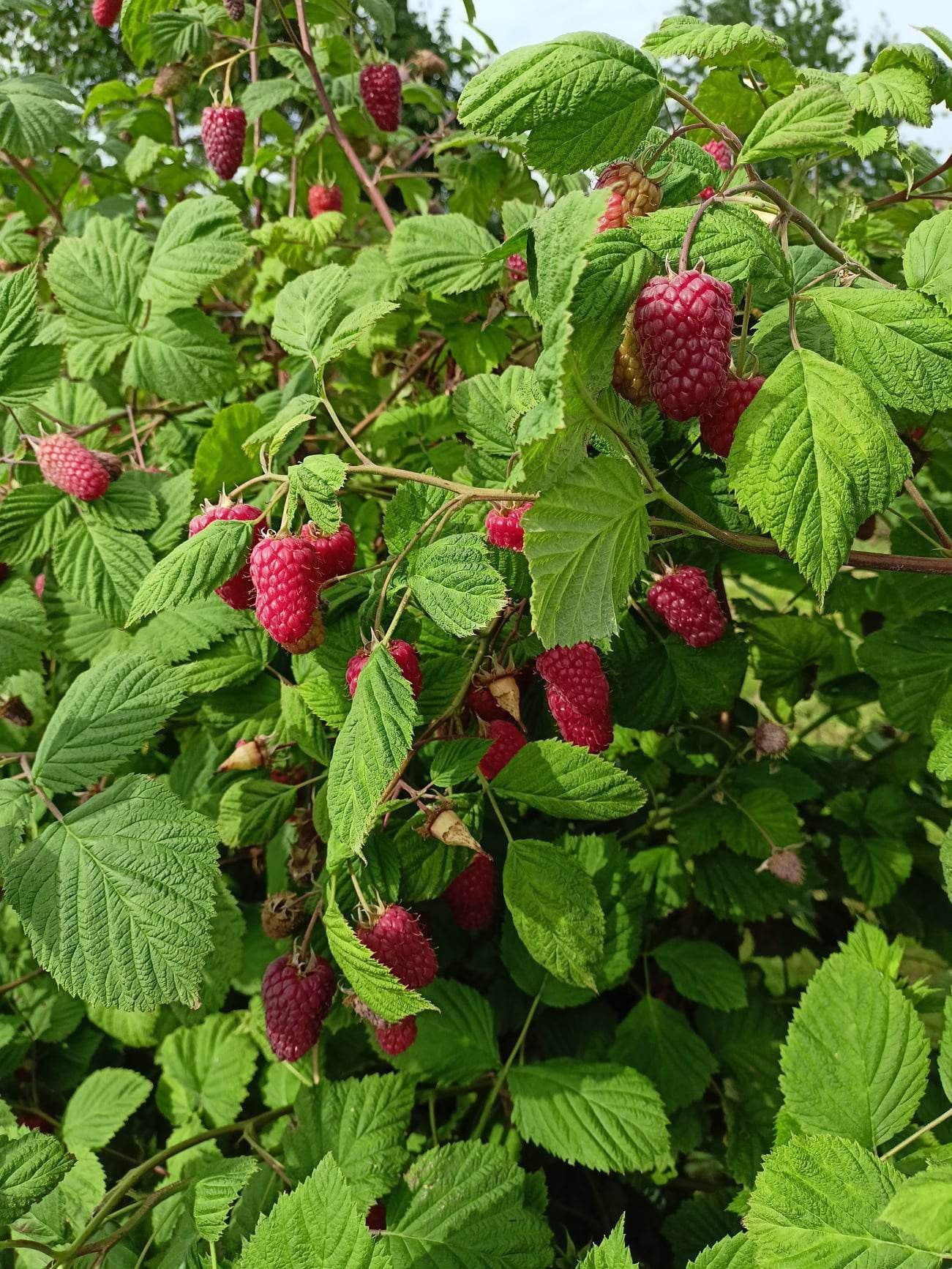 Malina maliny Przehyba