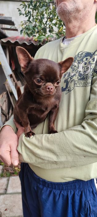 Шоколадный чихуахуа