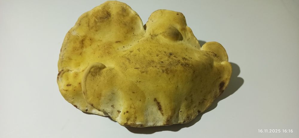 Гриб трутовик 500 грн.