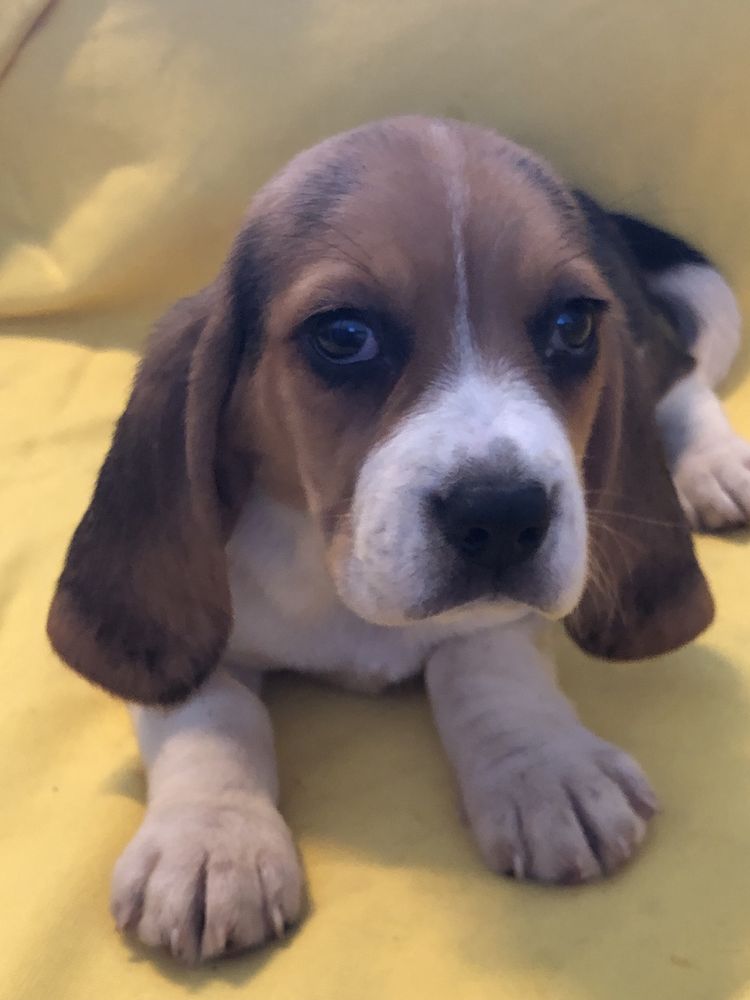 Beagle femea. com dois meses. Pronto para entrega