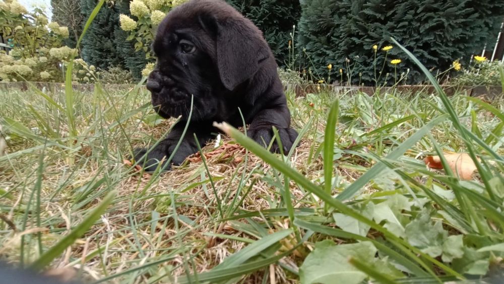 Cane Corso szczeniak