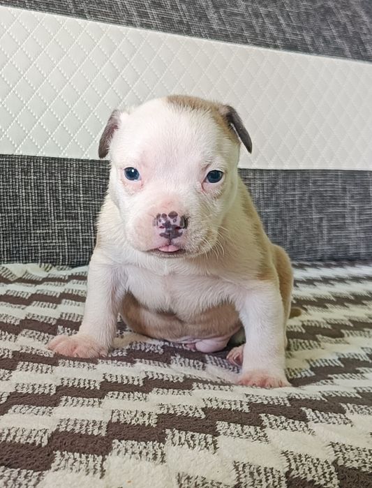American bully pocket piesek