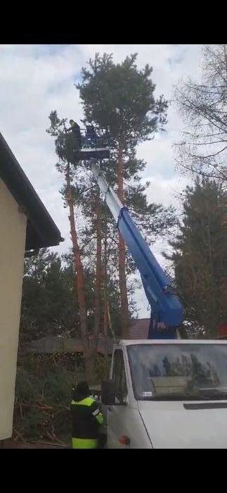 Wycinka drzew, wycinka drzewa, frezowanie pni, Rębak do gałęzi,